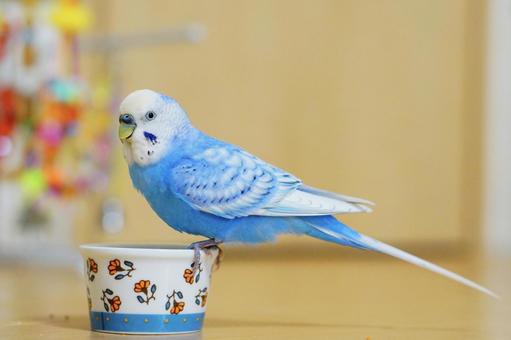 ペット関連の廃棄物に適切な処理が必要な2つの理由
