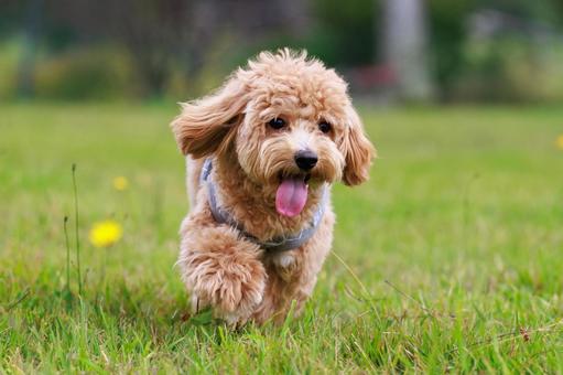 犬小屋・ケージ・キャリーケースなど大型備品の処理方法